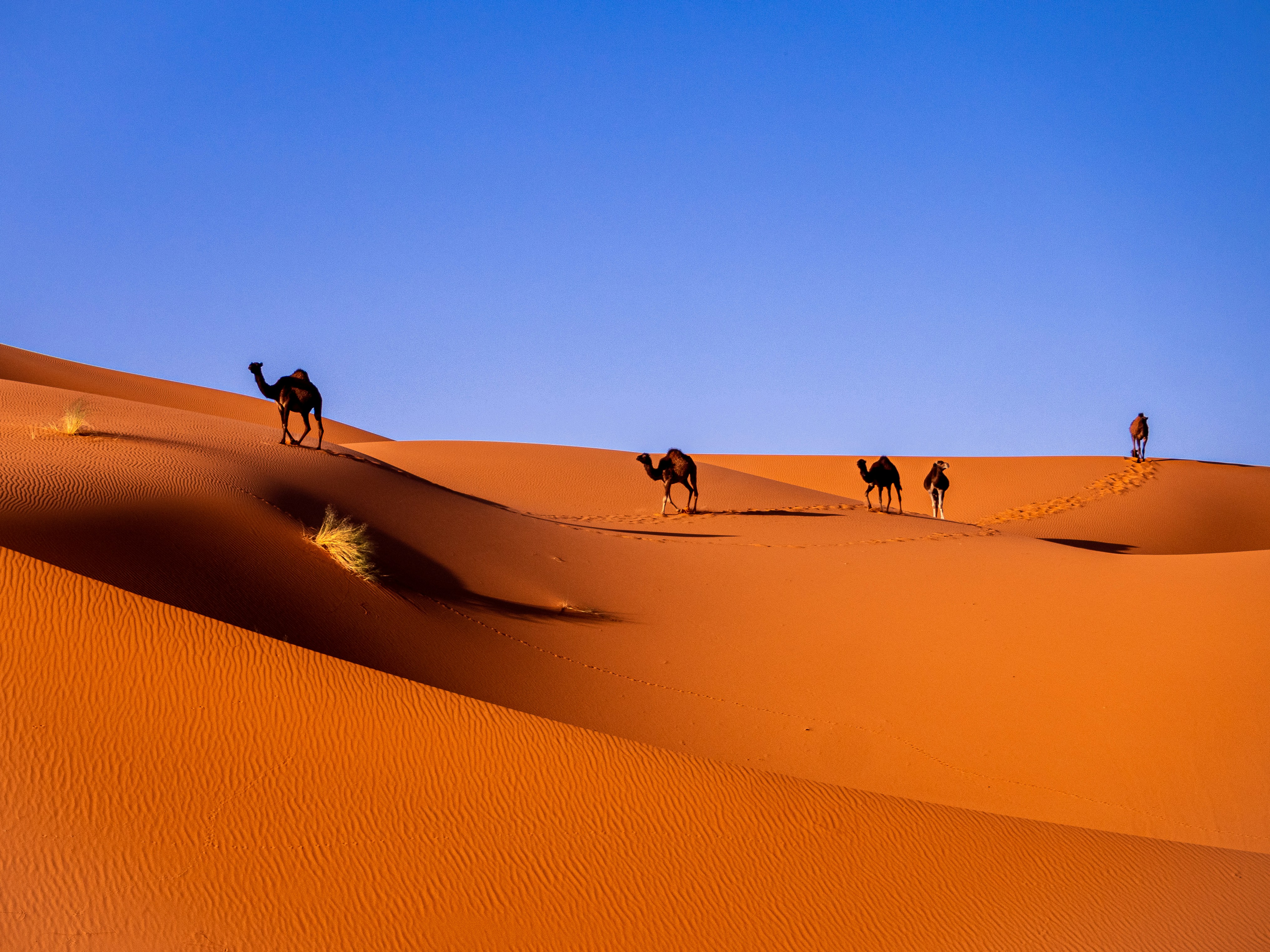 Marocco