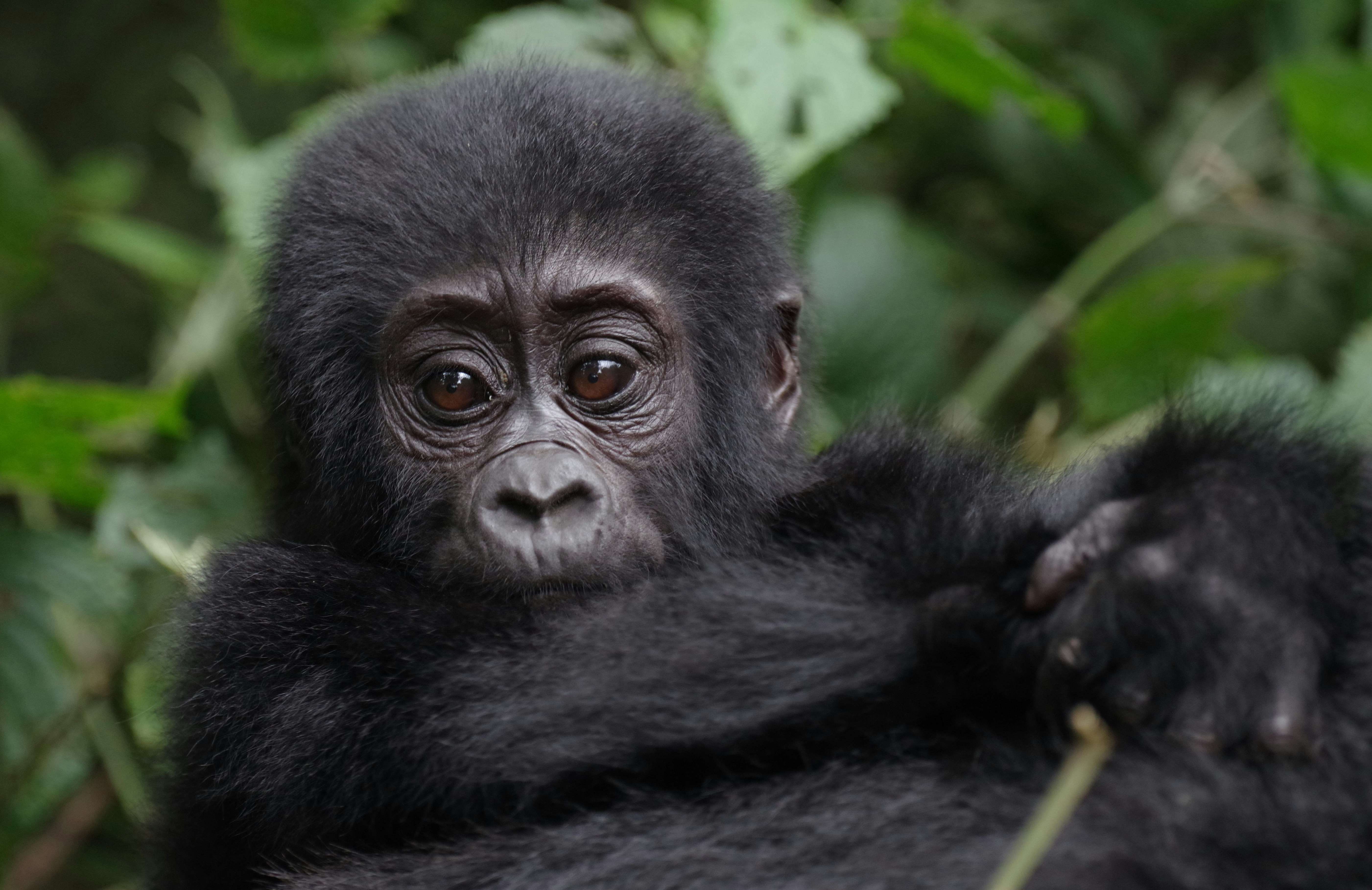 Uganda