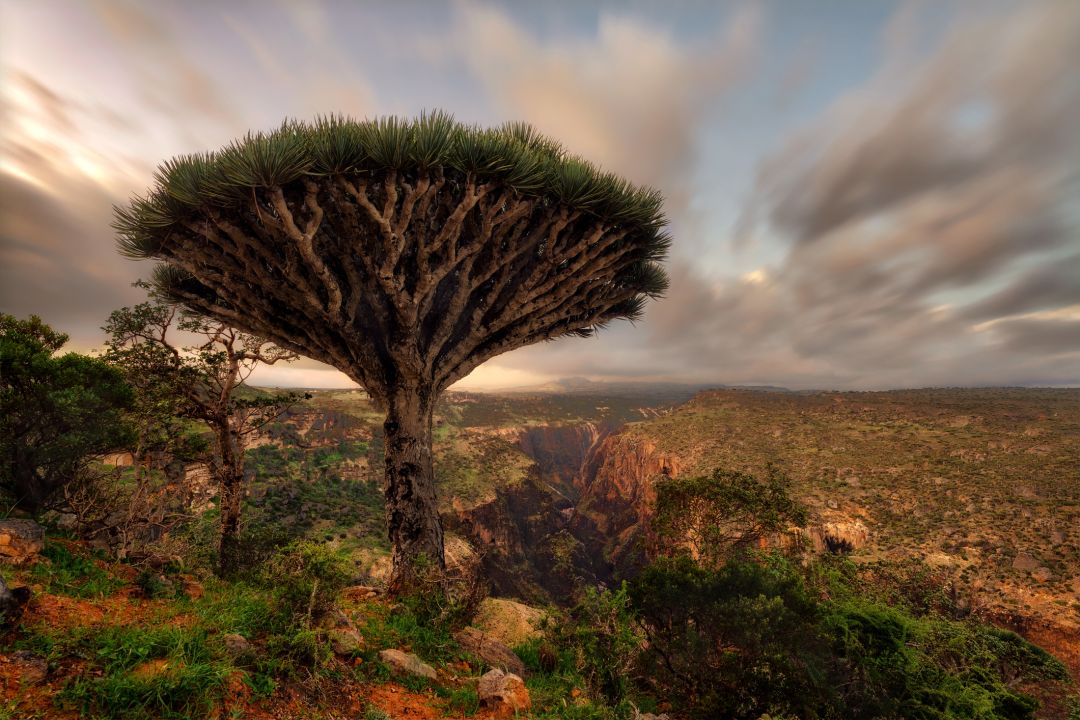 viaggio a socotra