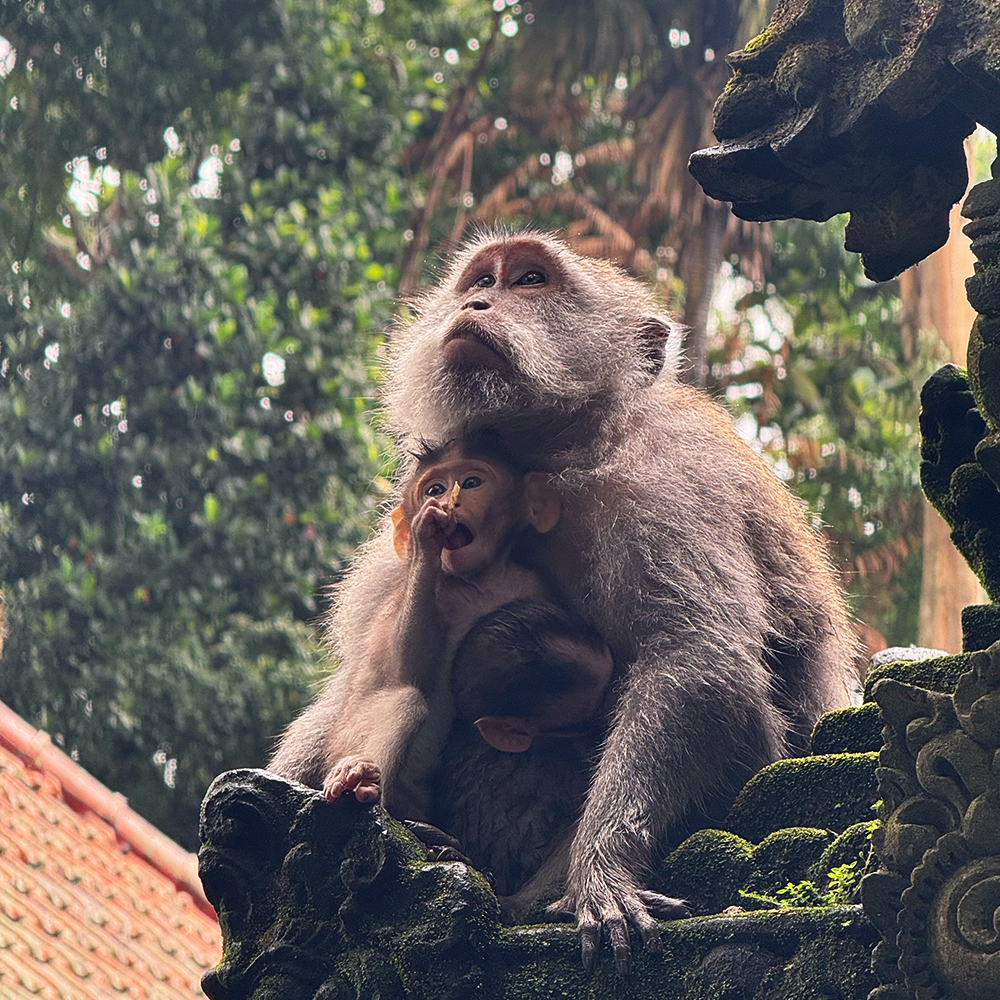Viaggio di gruppo Bali e Gili Viaggio di gruppo Bali e Gili