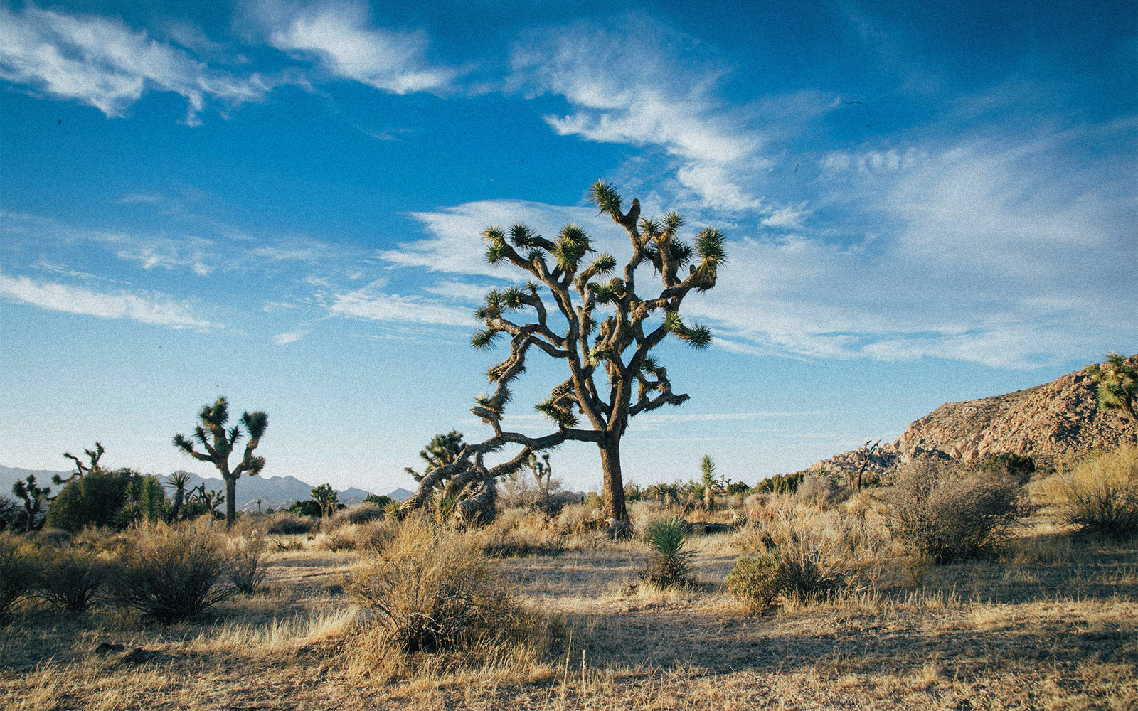 Le migliori attrazioni da vedere in California