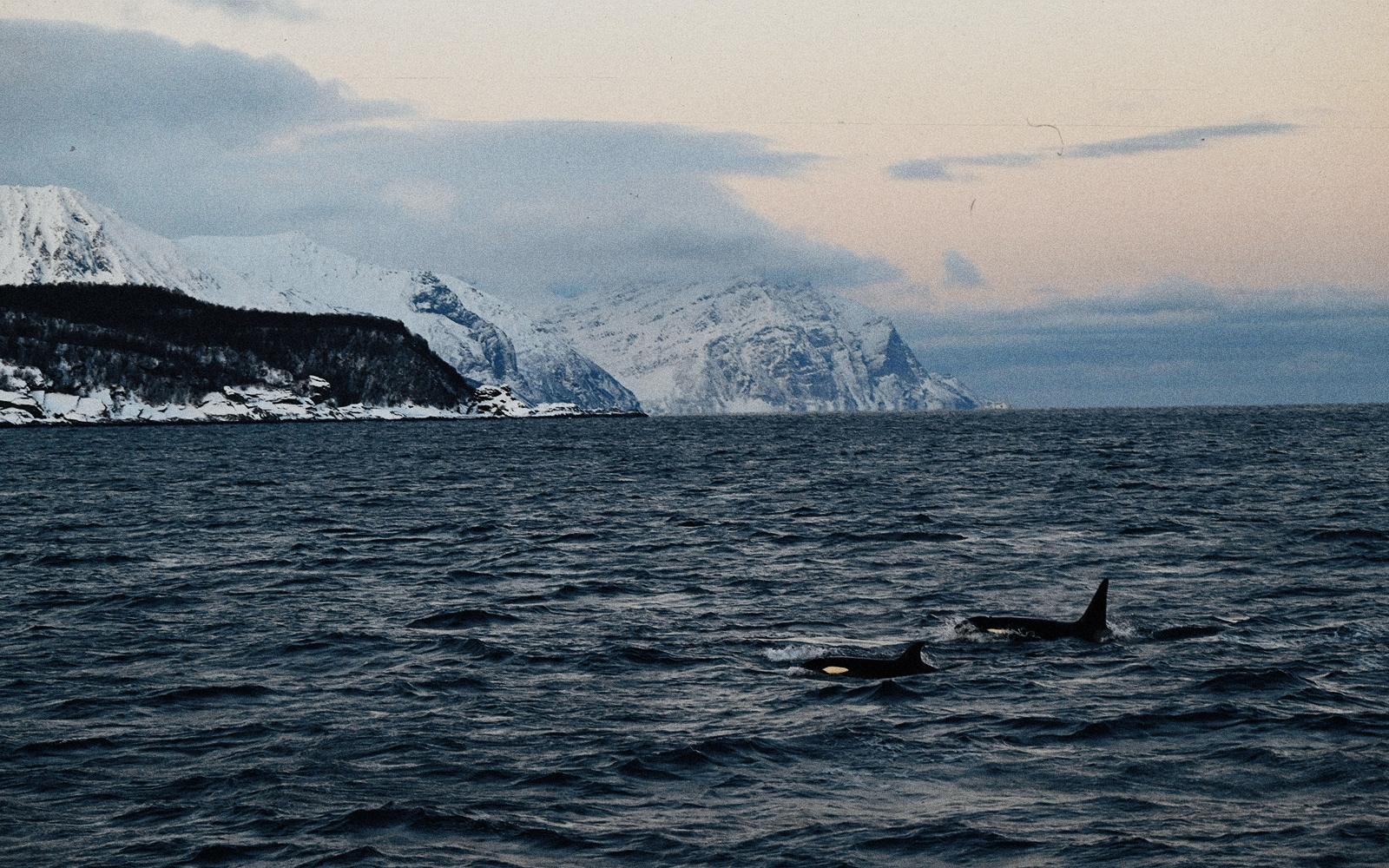 Norvegia: alla scoperta di orche e aurore Norvegia: alla scoperta di orche e aurore