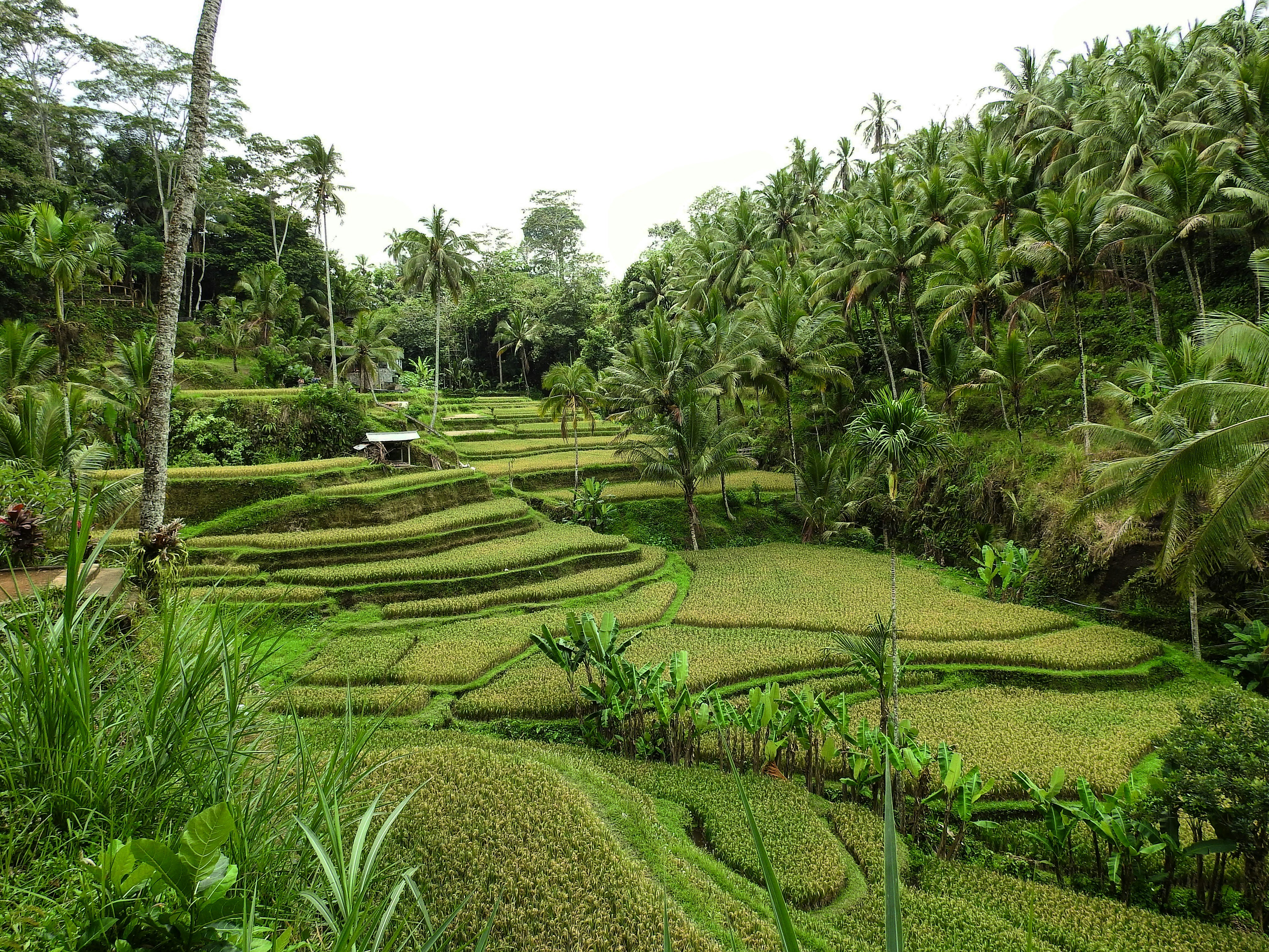Viaggio di gruppo in Indonesia Bali e Java Viaggio di gruppo in Indonesia Bali e Java