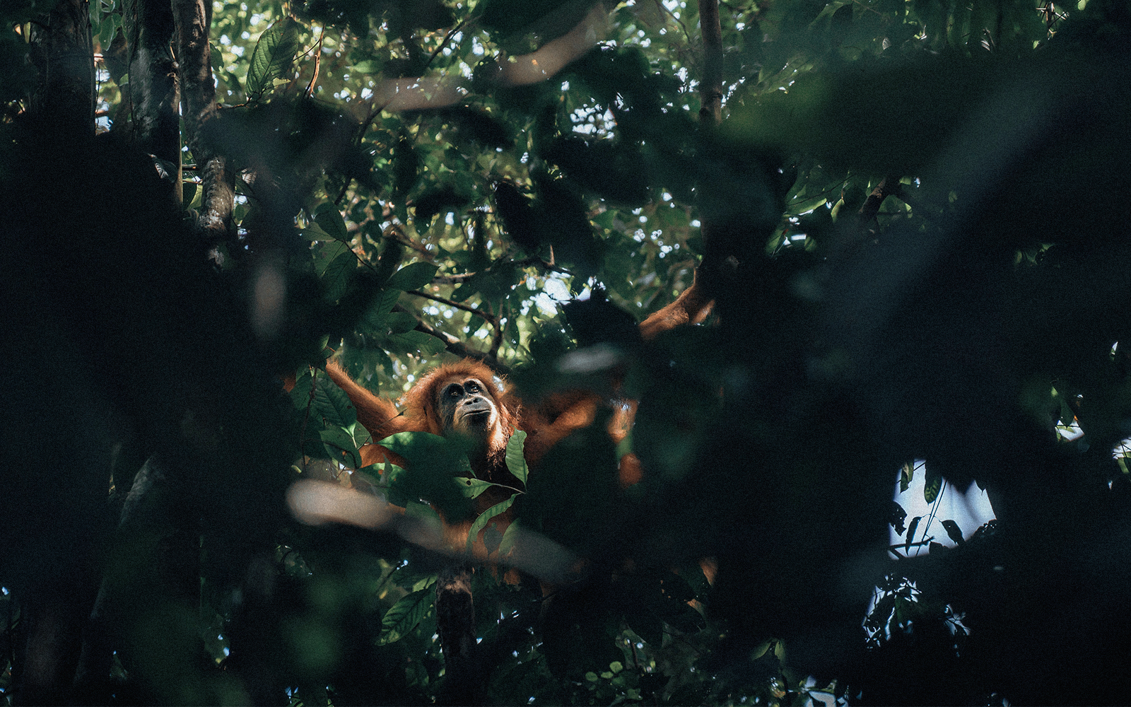 Sumatra a Luglio: tra oranghi e civiltà perdute Sumatra a Luglio: tra oranghi e civiltà perdute