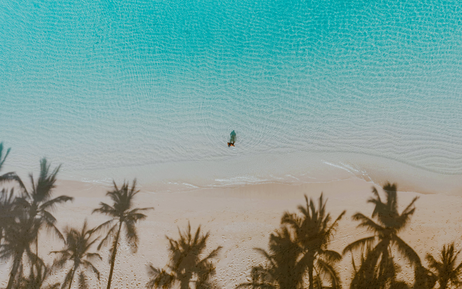 5 spiagge paradisiache da visitare alle Hawaii 5 spiagge paradisiache da visitare alle Hawaii