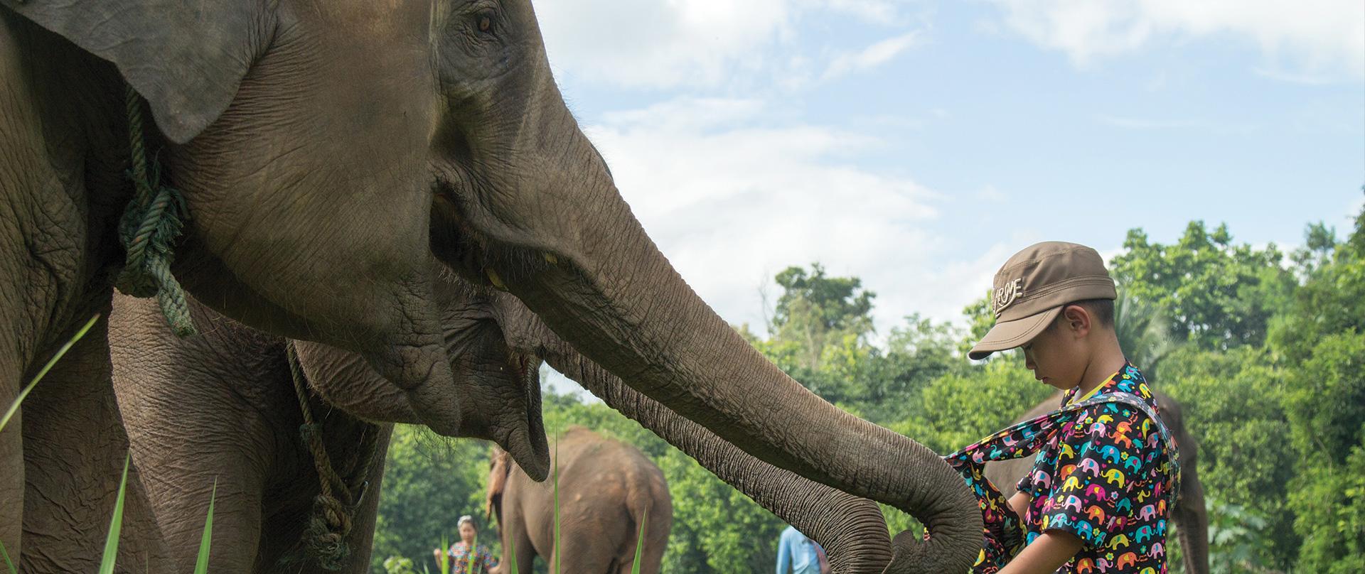 Thailandia e turismo sostenibile:  i Santuari degli elefanti