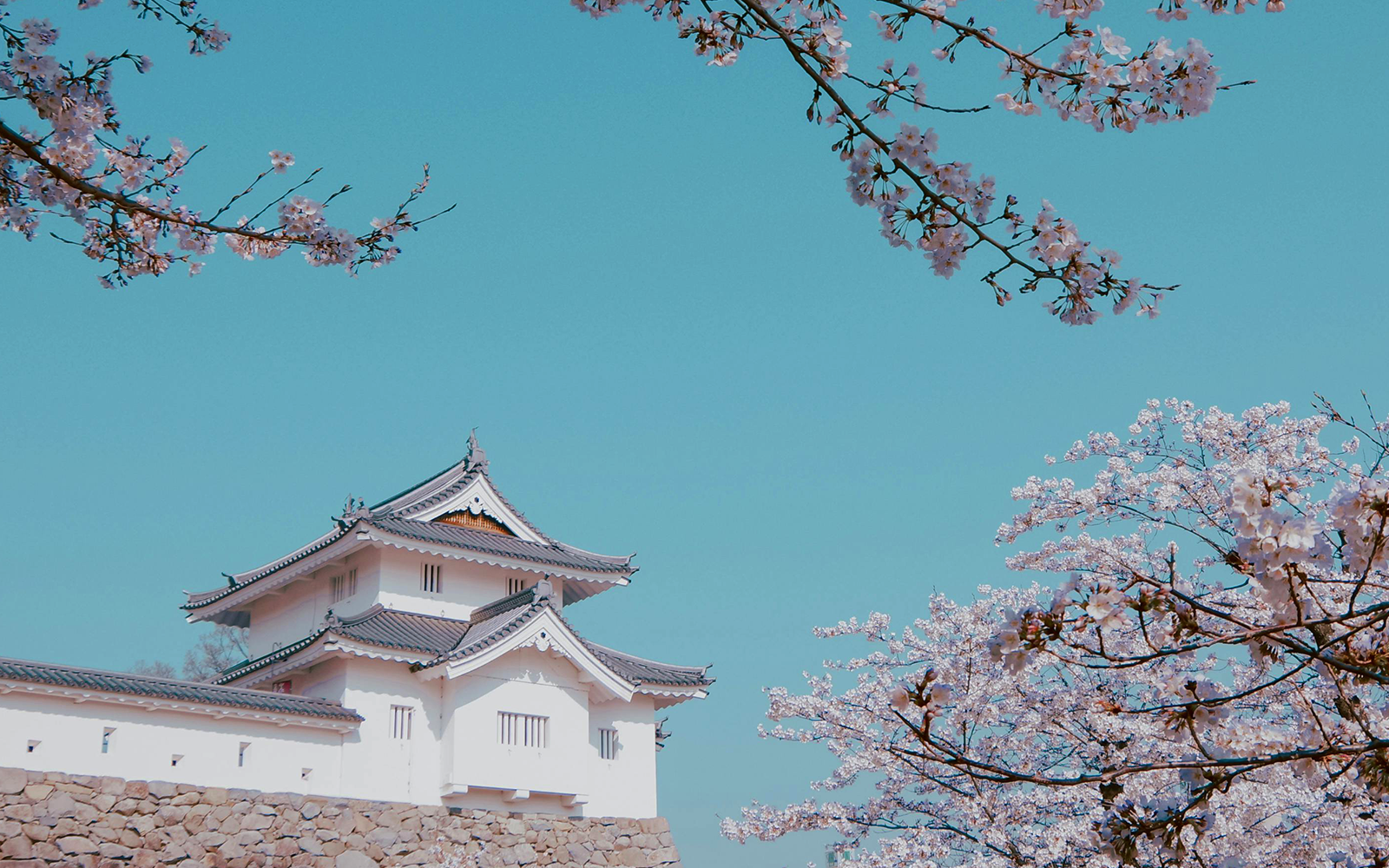 Hanami in Giappone