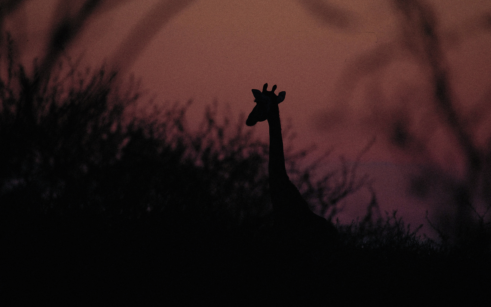 Safari in Botswana e Zimbabwe ad Agosto Safari in Botswana e Zimbabwe ad Agosto