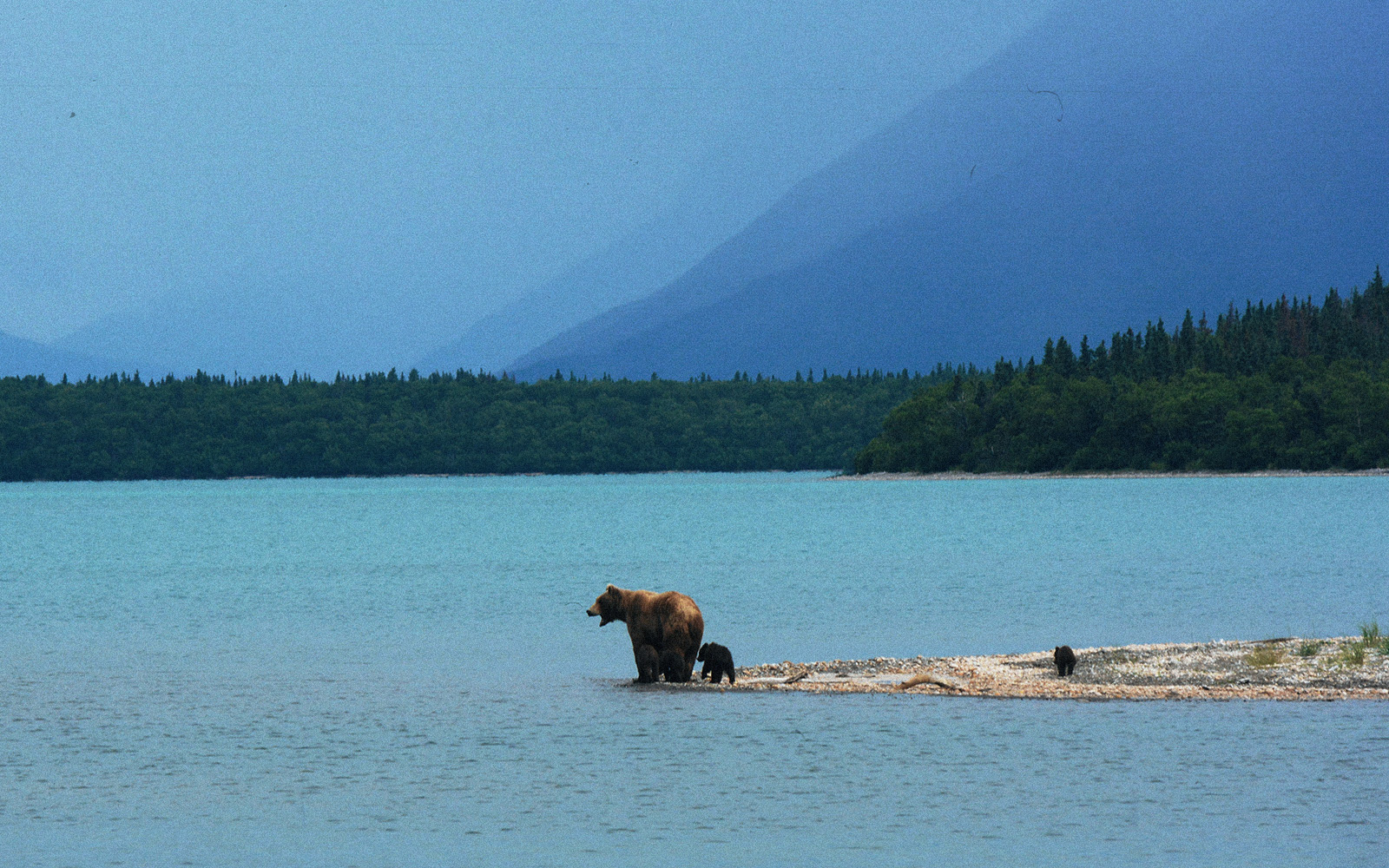 Trekking e Orsi in Alaska: Avventure di Luglio