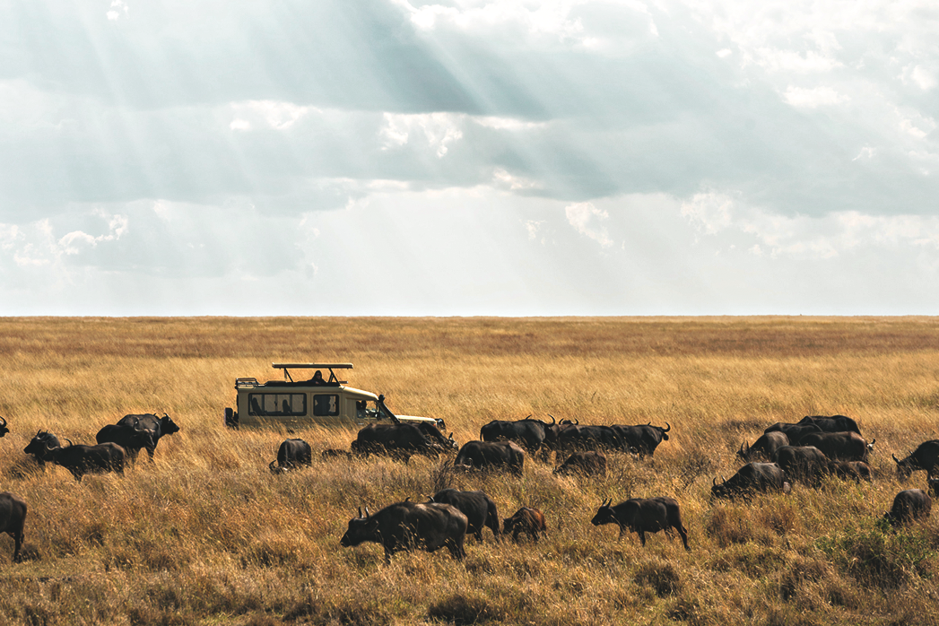 Safari Wild